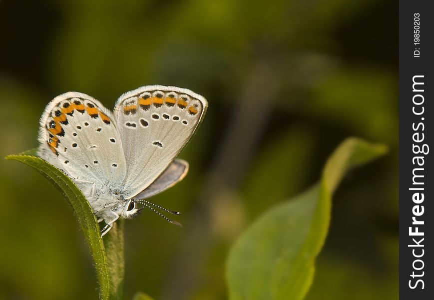 Plebejus argyrognomon - a beautiful little blue butterfly