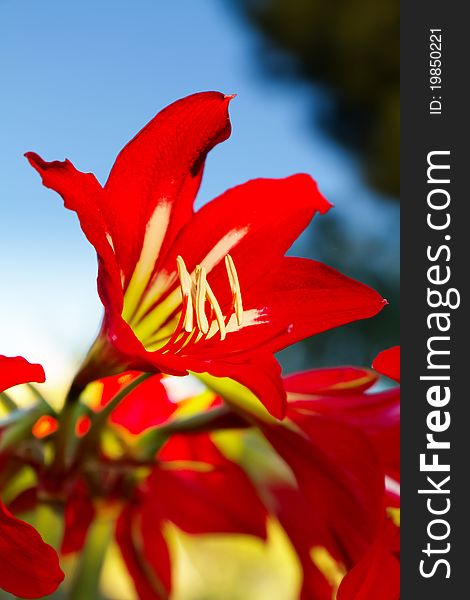 Beautiful red lily flower closeup