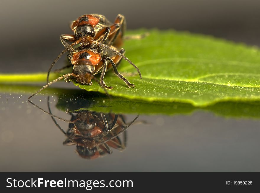 Cantharidae - Two beetles and their reflection