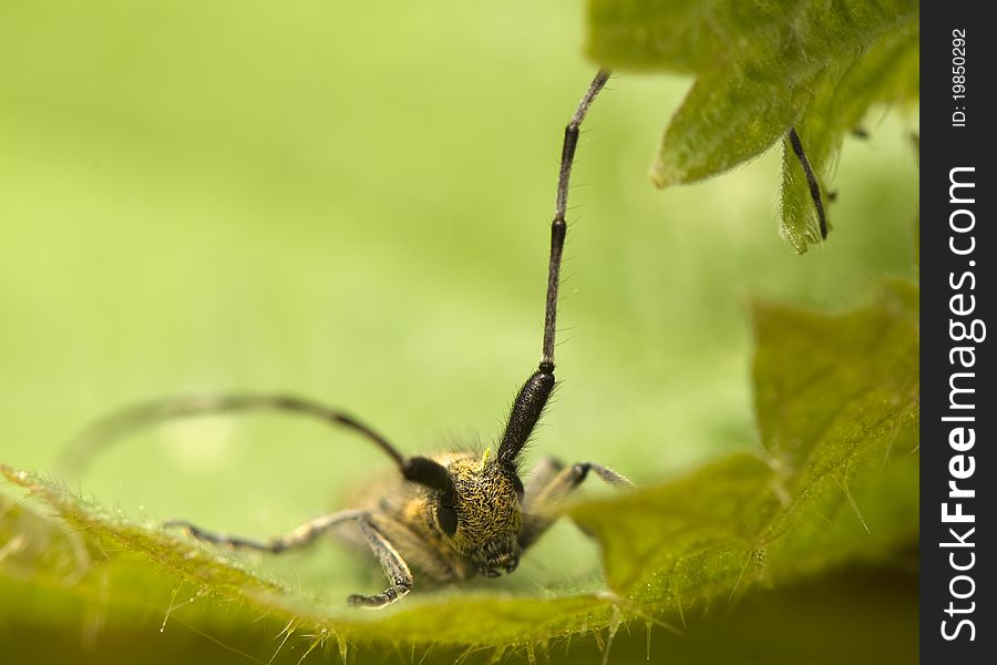Agapanthia villosoviridescens - beetle with long antennae