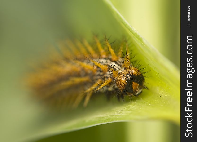 Brenthis Daphne - Caterpillar