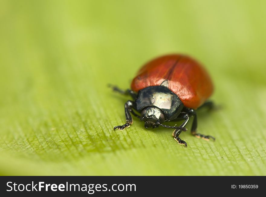 Chrysomela - A beautiful red beetle - pest of trees. Chrysomela - A beautiful red beetle - pest of trees