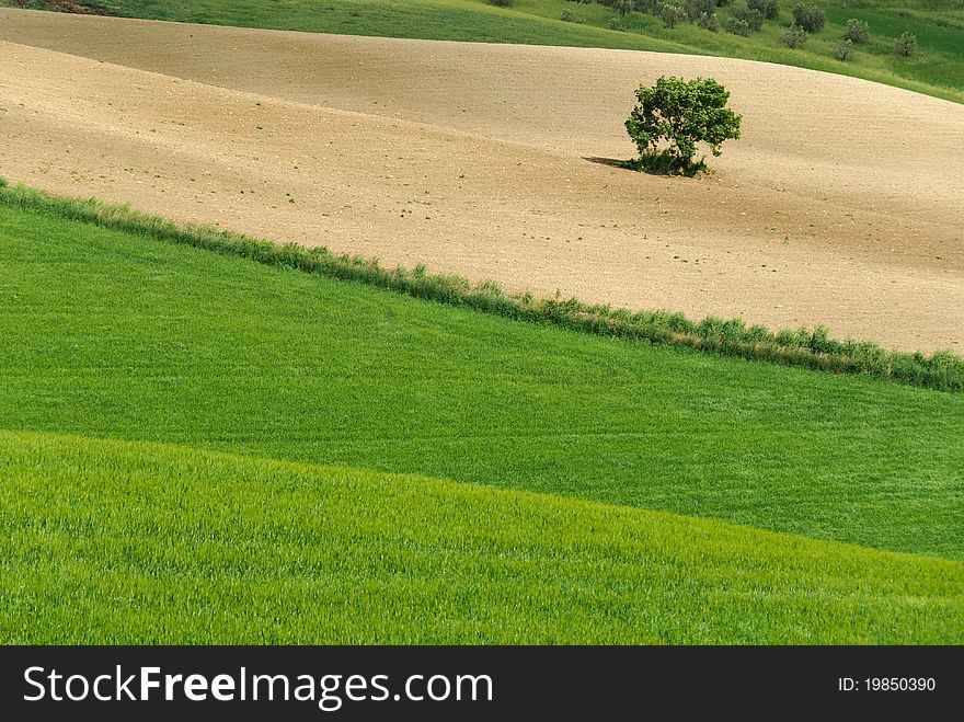 Solitary tree in the hills of Siena in Tuscany. Solitary tree in the hills of Siena in Tuscany