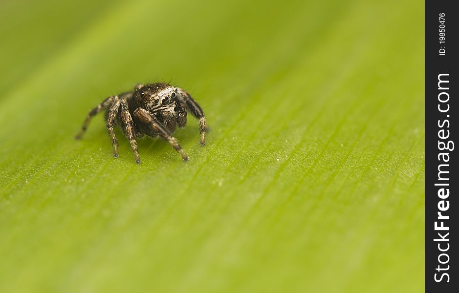 Jump spider - Evarcha - a small jumping spider with large mesh