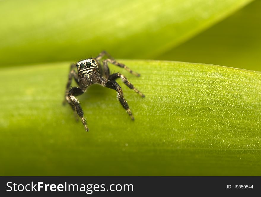 Jump spider - Evarcha - a small jumping spider with large mesh