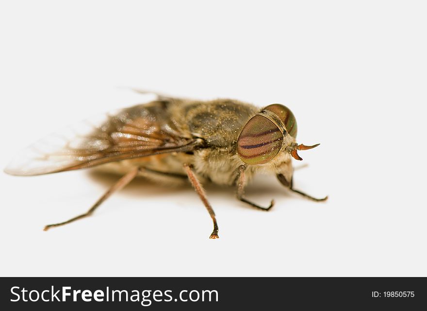 Very large fly on a white background. Very large fly on a white background