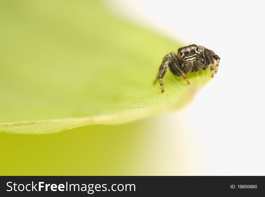 Jump spider - Evarcha - a small jumping spider with large mesh