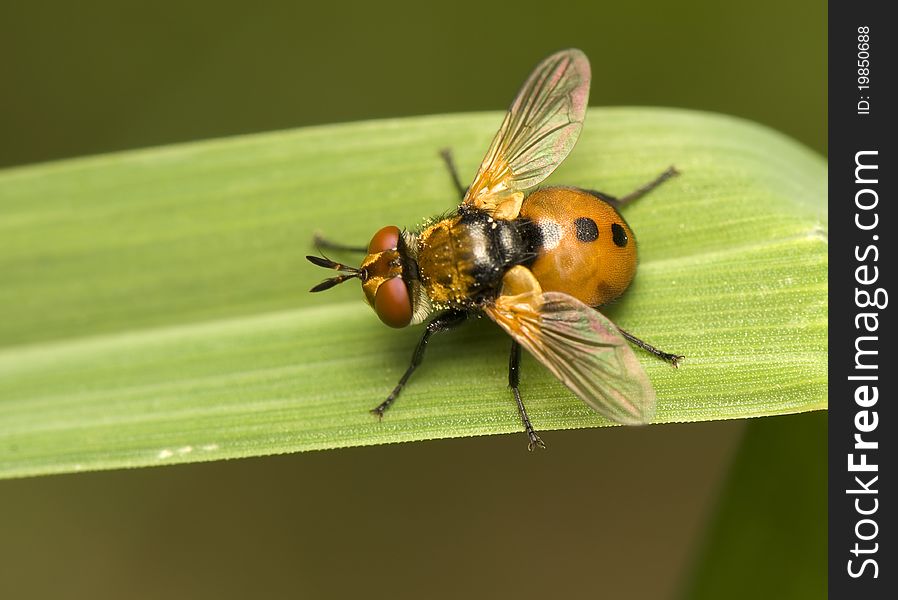 Gymnosoma - An interesting color fly on a leaf of grass