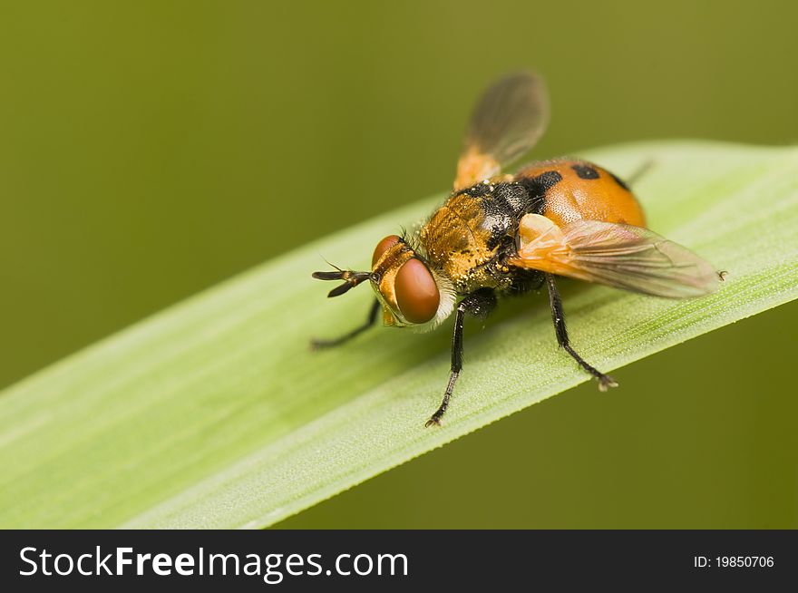 Gymnosoma - An interesting color fly on a leaf of grass