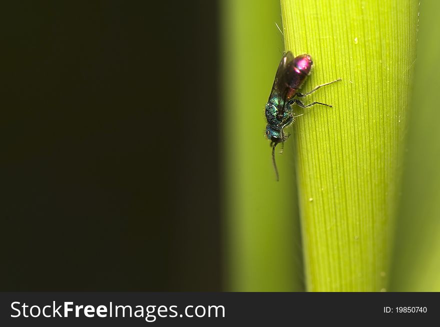 Chrysididae - An interesting color fly on a leaf of grass