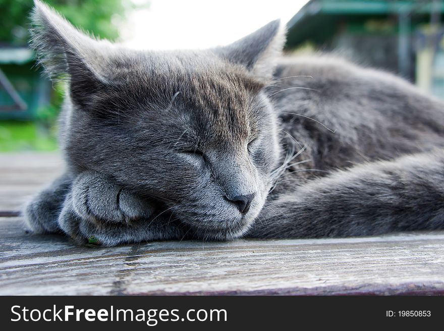 Russian blue cat sleeping indoors. Natural light and colors. Russian blue cat sleeping indoors. Natural light and colors