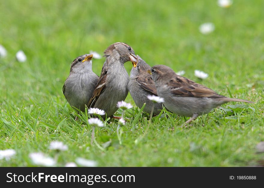 View of a family of sparrows on grass. View of a family of sparrows on grass.