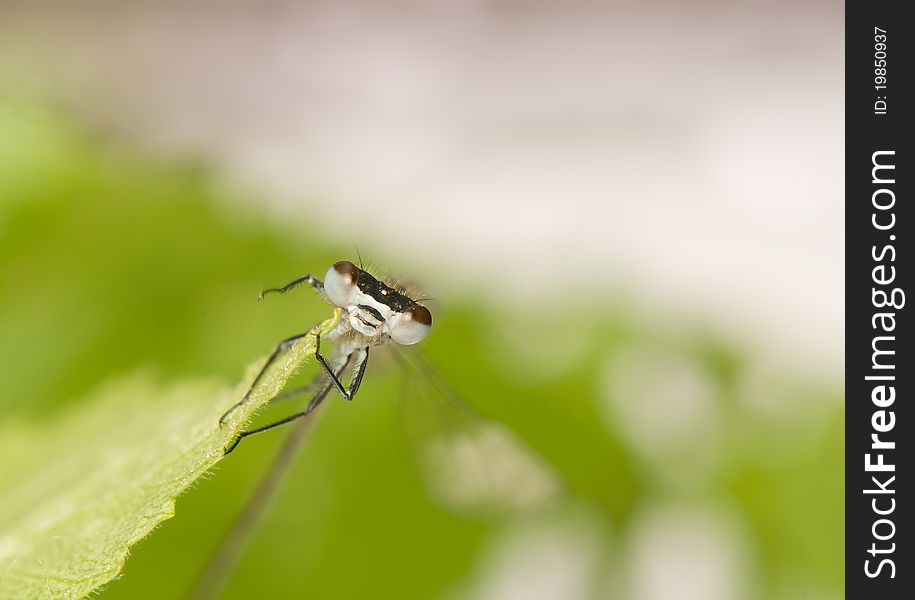 Small Dragonfly