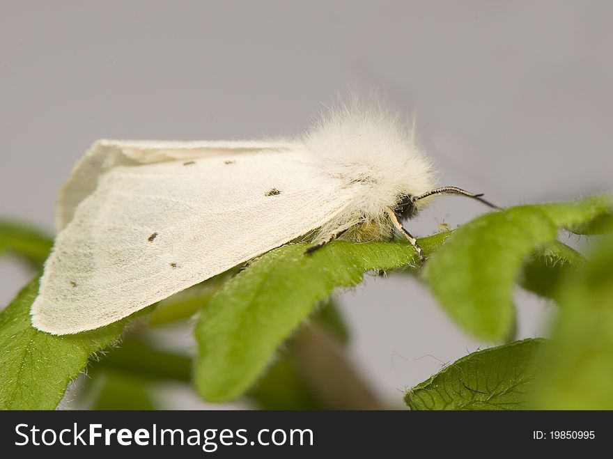 Diaphora mendica - small white moth