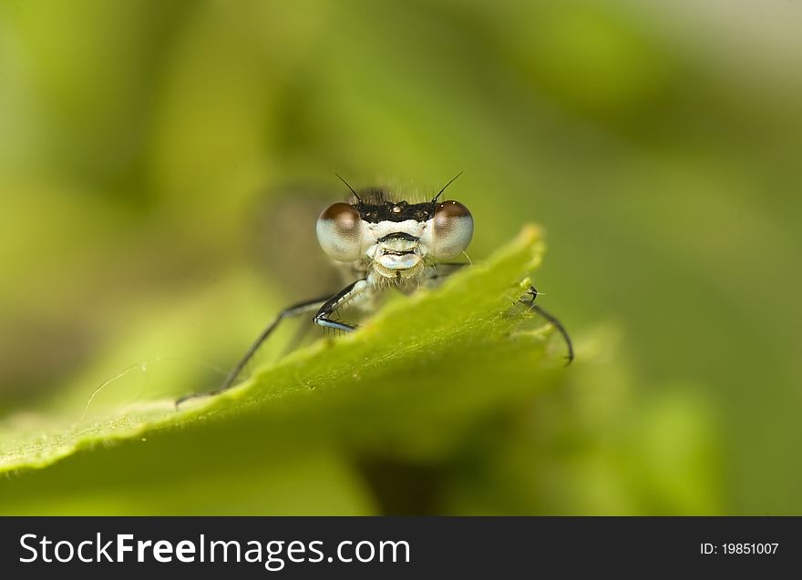 Small Dragonfly