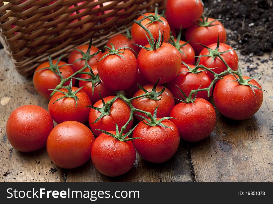 Ripe tomatoes on wooden bench with compost and wicker basket in background