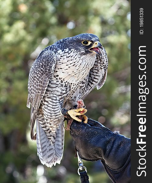 Falcon with partial of his prey