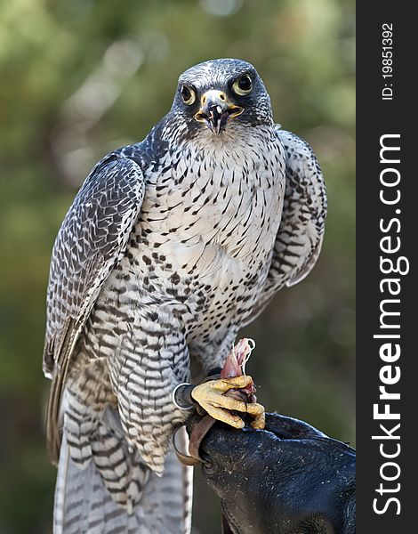 Falcon sitting on glove and looking at the camera