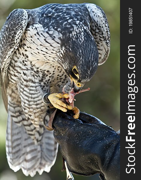 Falcon eating his prey, close-up