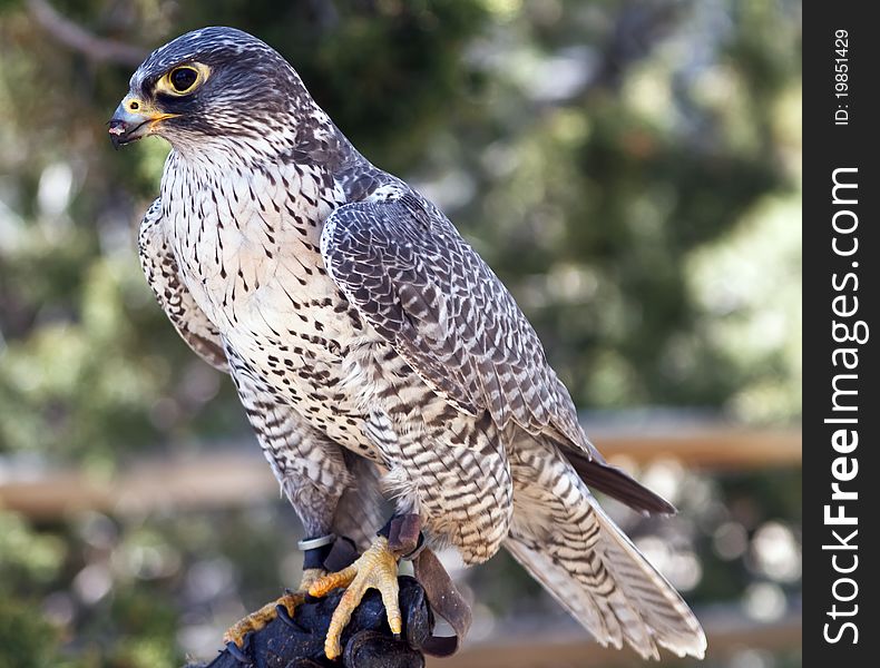 Falcon sitting on glove, side view