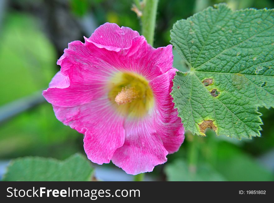 Color photograph of a pink hollyhock flower