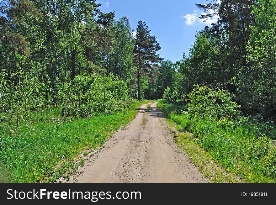 Country road in forest