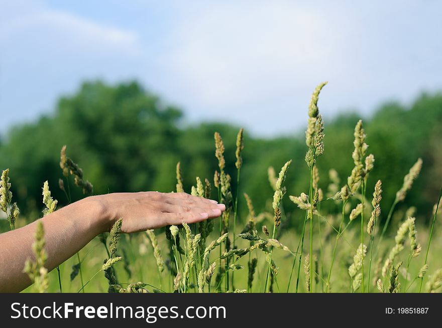 Female's hand touching green high grass. Female's hand touching green high grass