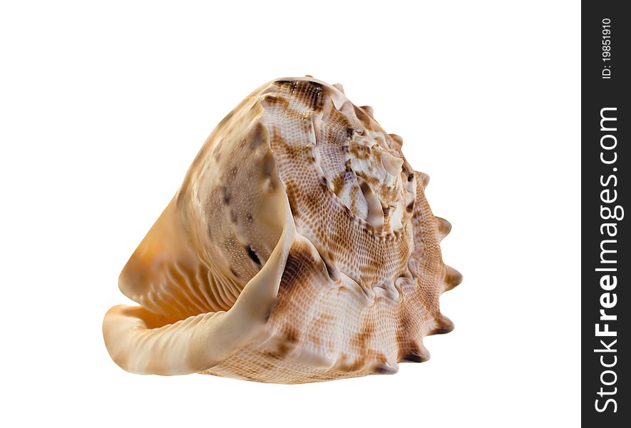 The picture of the okean shell Cassis cornuta, isolated on a white. The picture of the okean shell Cassis cornuta, isolated on a white.