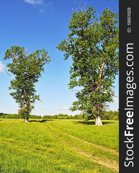 Country summer landscape with meadow and dirt road between two old big trees, forest on background. Country summer landscape with meadow and dirt road between two old big trees, forest on background