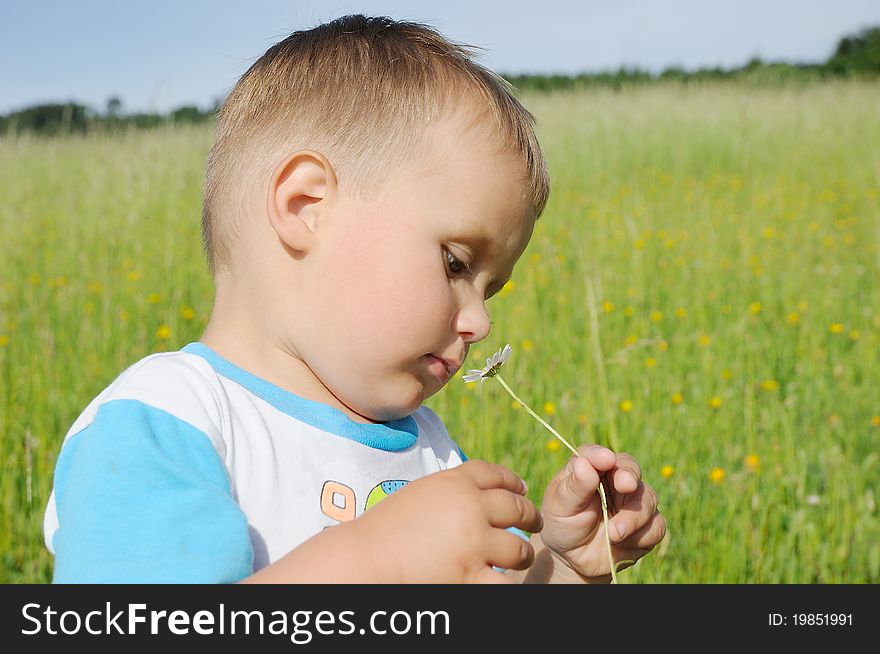 Little boy, a young child, standing on a meadow and smelling a marguerite. Little boy, a young child, standing on a meadow and smelling a marguerite