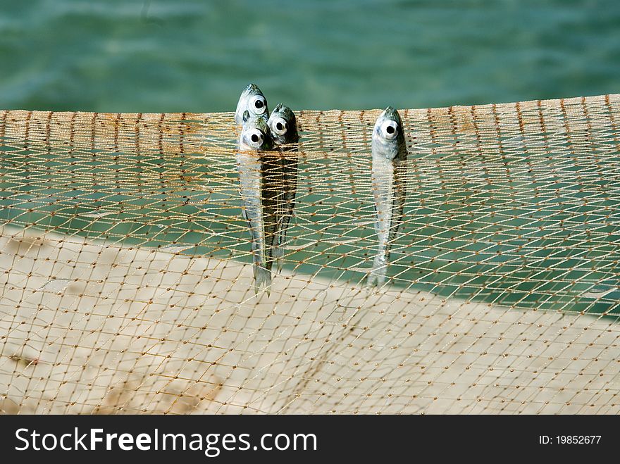 Fish in fishnet , Middle of Thailand. Fish in fishnet , Middle of Thailand.