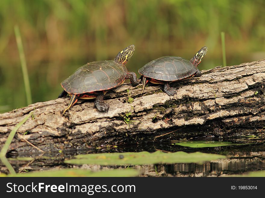 Pair of Painted Turtles (Chrysemys picta) Basking on a Log - Old Ausable Channel, Pinery Provincial Park, Ontario, Canada. Pair of Painted Turtles (Chrysemys picta) Basking on a Log - Old Ausable Channel, Pinery Provincial Park, Ontario, Canada