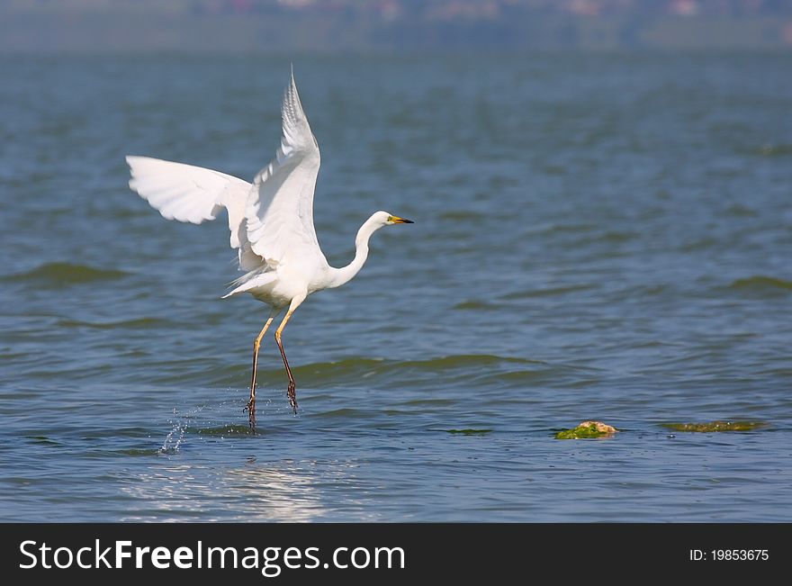 Great egret (ardea alba) flying over blue water. Great egret (ardea alba) flying over blue water