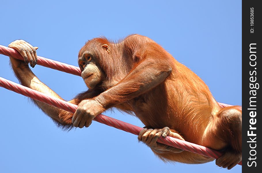 Orangutan climbing ropes, with blue sky background