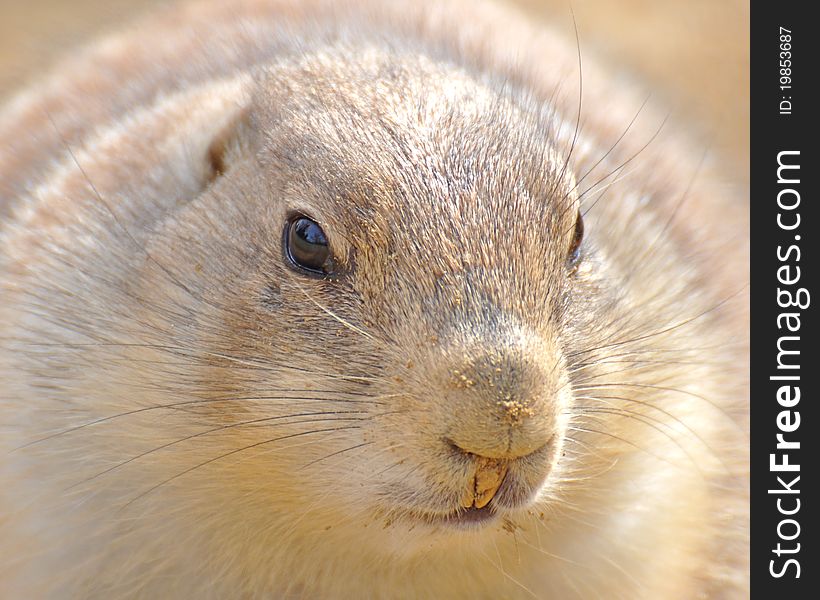 Close-up of a curious Prairie Dog