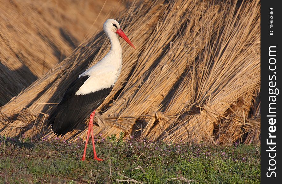 White Stork Near Dry Reed