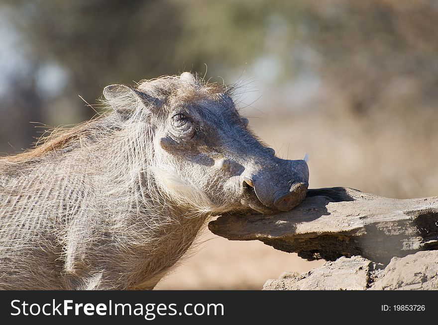 A young warthog male scratching himself on a log in the Kalahari South Africa. A young warthog male scratching himself on a log in the Kalahari South Africa