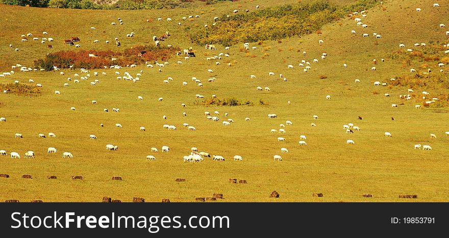 The flock of sheep in grassland like heaven of clouds