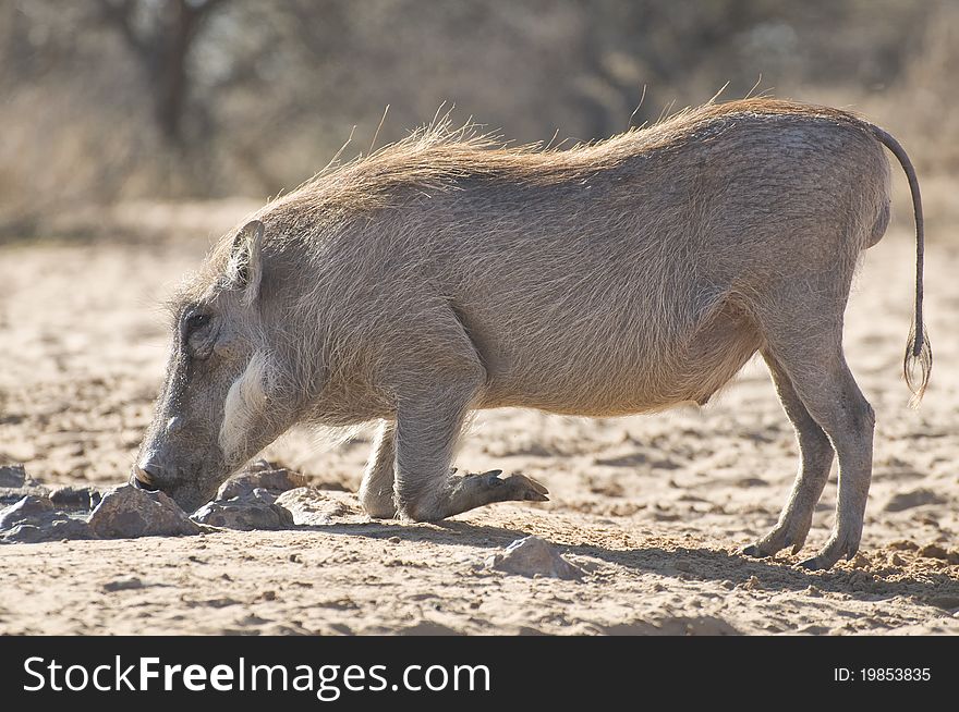 A young male Warthog at a water hole in the Kalahari area of South Africa. A young male Warthog at a water hole in the Kalahari area of South Africa