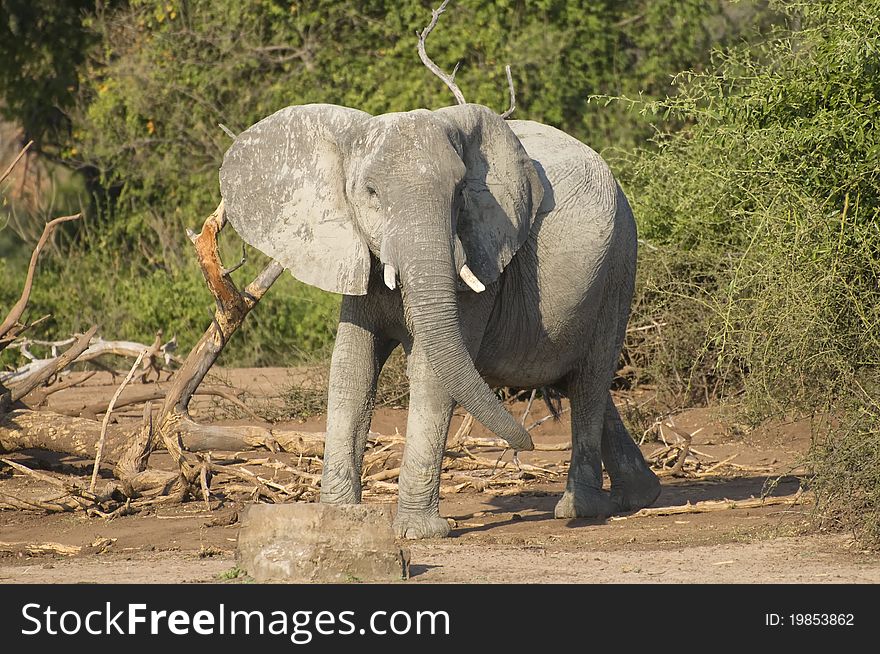 A young bull elephant doing a mock charge. A young bull elephant doing a mock charge