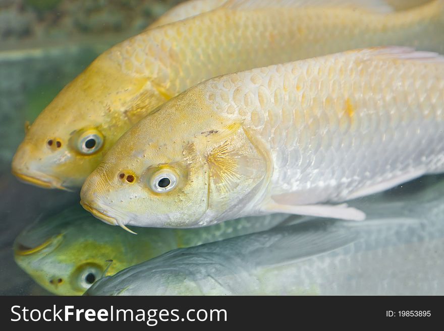 Clouse up of two golden koi