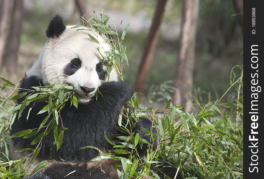 A Giant panda is eating green bamboo leaves.