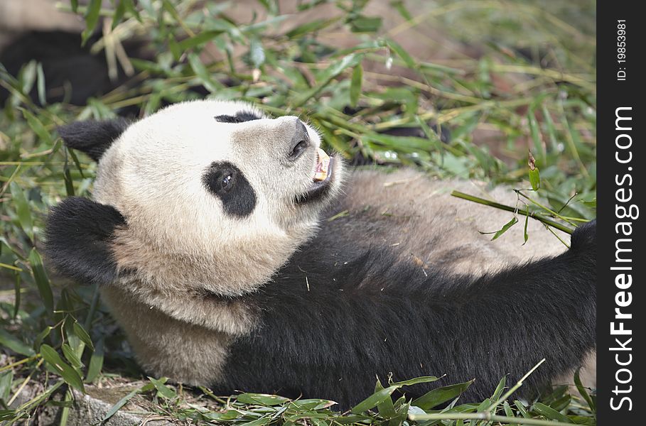 A Giant panda is eating green bamboo leaves.