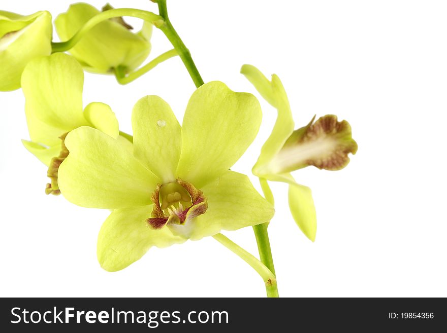 Striking green orchid on whitebackground