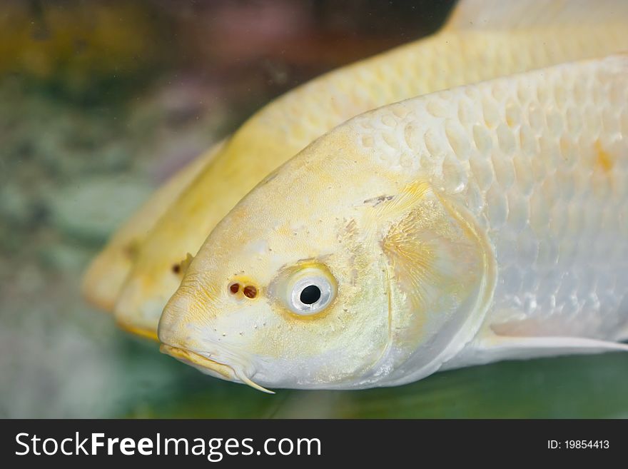 Clouse up of three golden koi