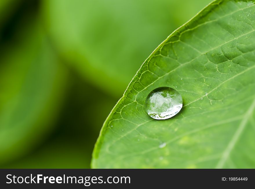 Water green leaf spring rainy season