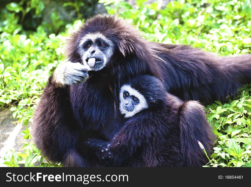 White-handed gibbon:mother and son happy together