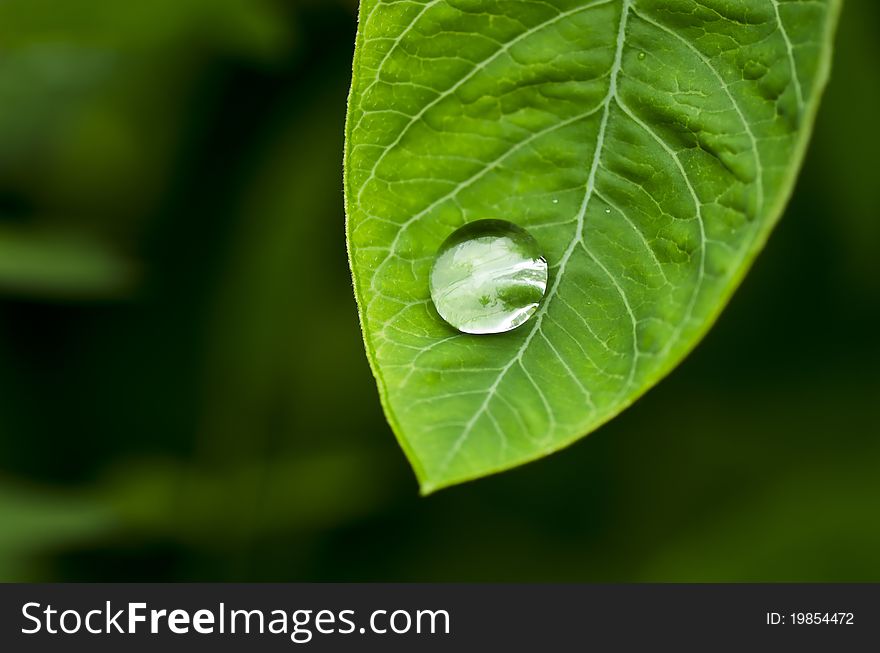 Water green leaf spring rainy season