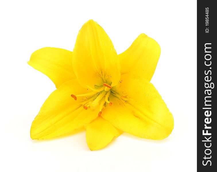 Yellow lily on a white background