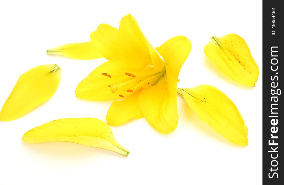 Yellow lily on a white background